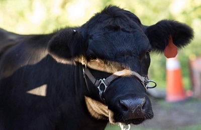 face of  cow