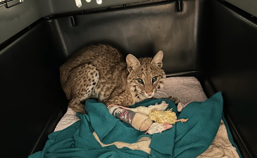 linx with a cast