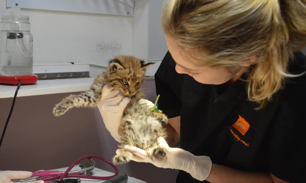 person holding link kitten